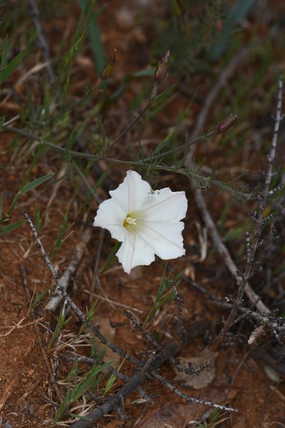 Convolvulus stebbinsii, photographed by Trevor Van Loon