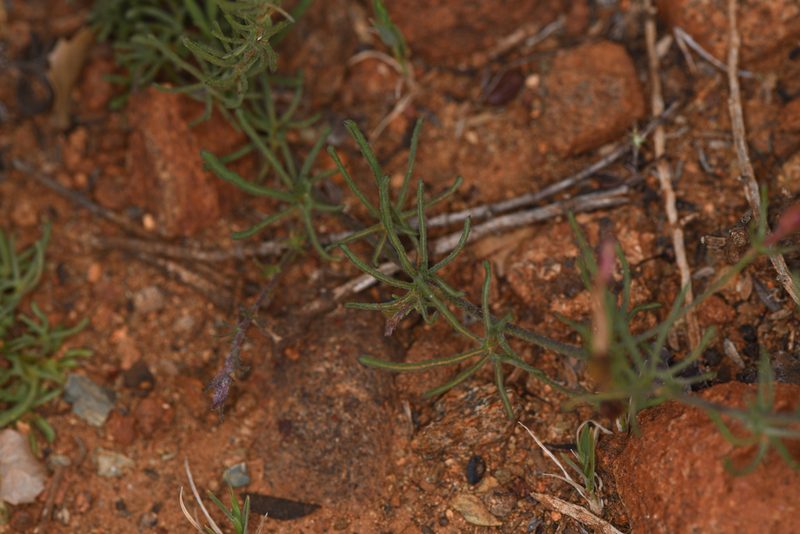 Convolvulus stebbinsii, photographed by Trevor Van Loon