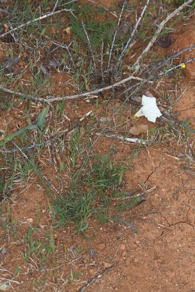 Convolvulus stebbinsii, photographed by Trevor Van Loon