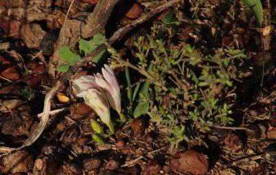 Freesia caryophyllacea, photographed by Tony Rebelo