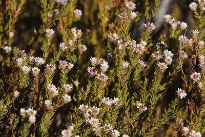 Staavia radiata, photographed by Tony Rebelo
