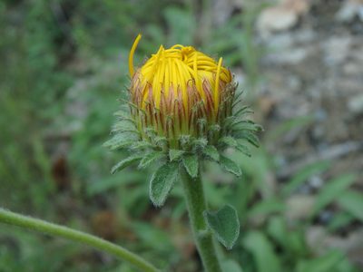 Pentanema montanum, photographed by Daniel Cahen