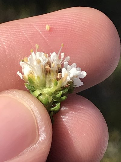 Agathosma scaberula, photographed by Ren Hoekstra