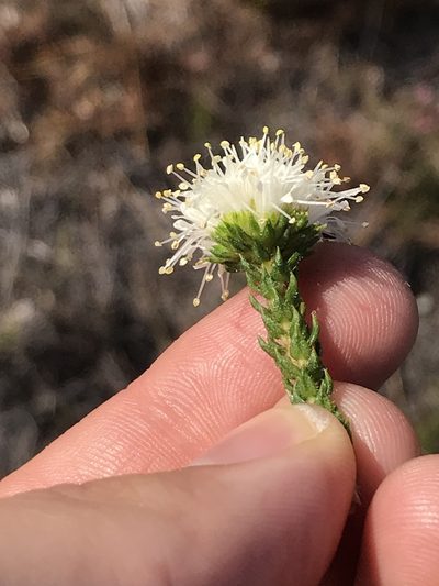 Agathosma scaberula, photographed by Ren Hoekstra