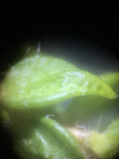 Agathosma scaberula, photographed by Ren Hoekstra