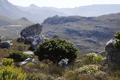 Mimetes fimbriifolius, photographed by Tony Rebelo