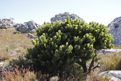 Mimetes fimbriifolius, photographed by Tony Rebelo