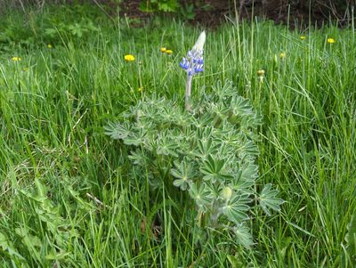 Lupinus nootkatensis, photographed by Matt Muir