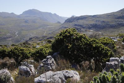 Mimetes fimbriifolius, photographed by Tony Rebelo