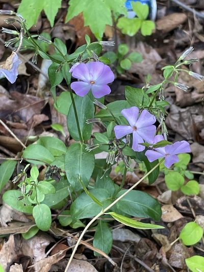 Phlox ovata, photographed by Becky Dill