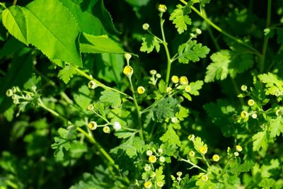 Tanacetum parthenium, photographed by Andrew Skotnicki
