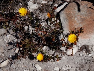 Lampranthus bicolor, photographed by Tony Rebelo