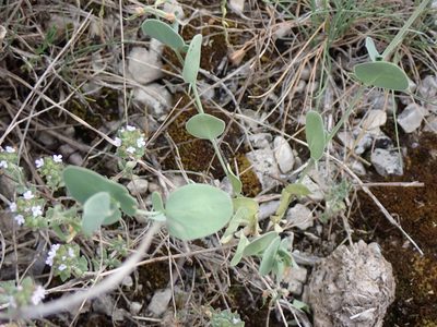 Coronilla scorpioides, photographed by David Delon