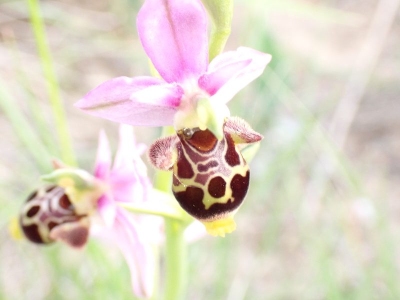Ophrys scolopax, photographed by David Delon