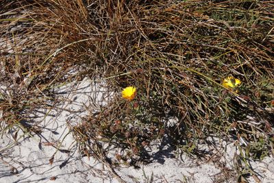 Lampranthus bicolor, photographed by Tony Rebelo
