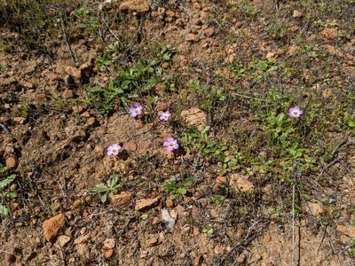 Linanthus dianthiflorus, photographed by sdash