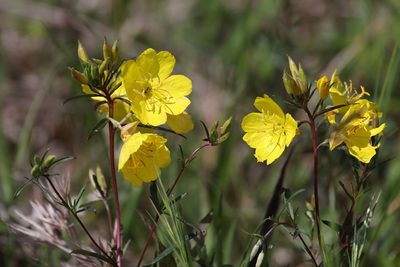 Oenothera fruticosa, photographed by Kathy Richardson