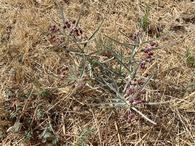 Asclepias brachystephana, photographed by Chris (CP) and Pamela (PP) Pipes