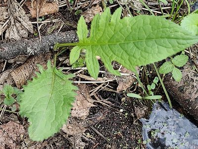 Cirsium oleraceum, photographed by Татьяна Максимова