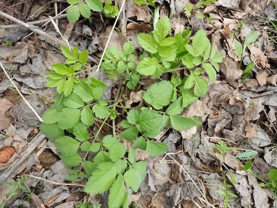 Chaerophyllum aromaticum, photographed by Татьяна Максимова
