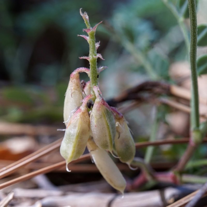 Astragalus cobrensis, photographed by Andrew Tree