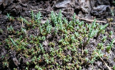 Juniperus deppeana, photographed by Andrew Tree
