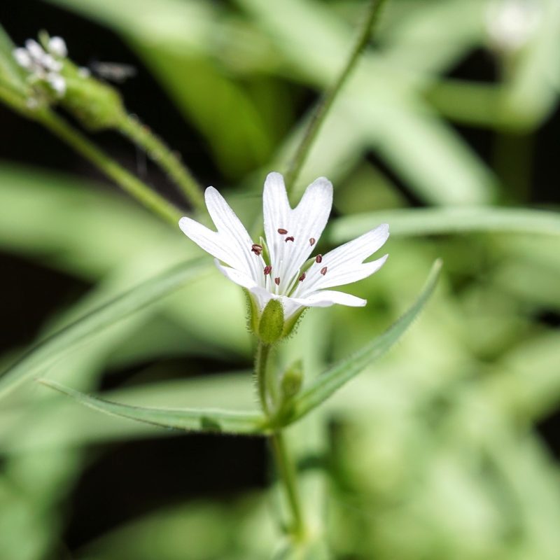 Torreyostellaria jamesiana, photographed by Andrew Tree