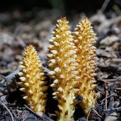Conopholis alpina, photographed by Andrew Tree