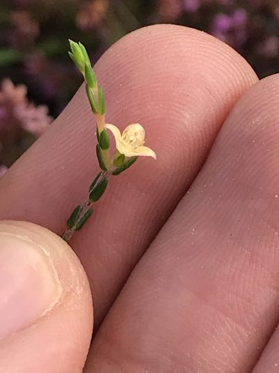 Lachnaea axillaris, photographed by Ren Hoekstra