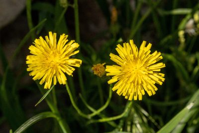 Crepis tectorum, photographed by Bob Walker