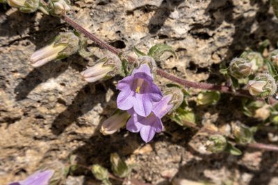 Campanula sibirica, photographed by Bob Walker
