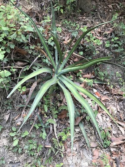 Agave difformis, photographed by Adriana Nelly Correa Sandoval