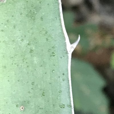 Agave difformis, photographed by Adriana Nelly Correa Sandoval