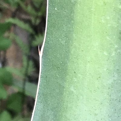 Agave difformis, photographed by Adriana Nelly Correa Sandoval
