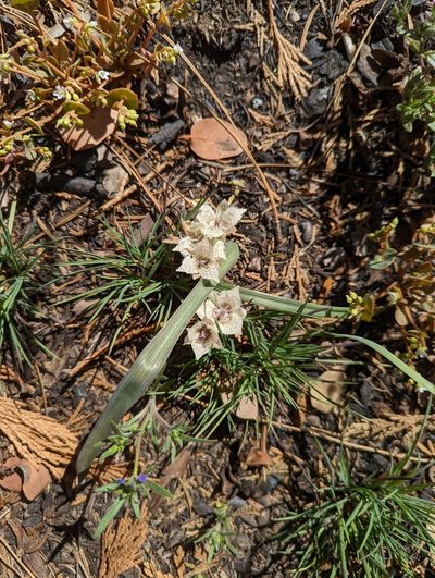 Calochortus westonii, photographed by Nora Bales