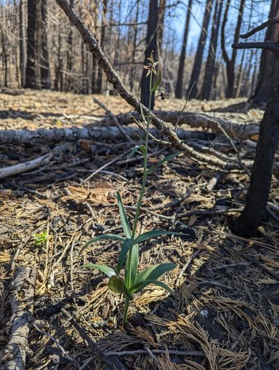 Fritillaria brandegeei, photographed by Nora Bales