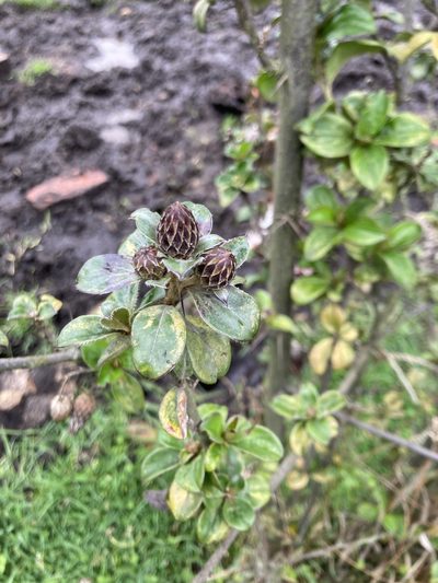 Barnadesia spinosa, photographed by julianazuluaga-carrero