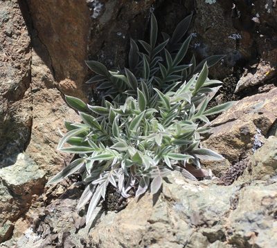 Phacelia imbricata, photographed by Cricket Raspet
