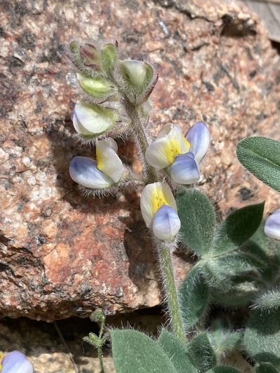 Lupinus huachucanus, photographed by er-birds