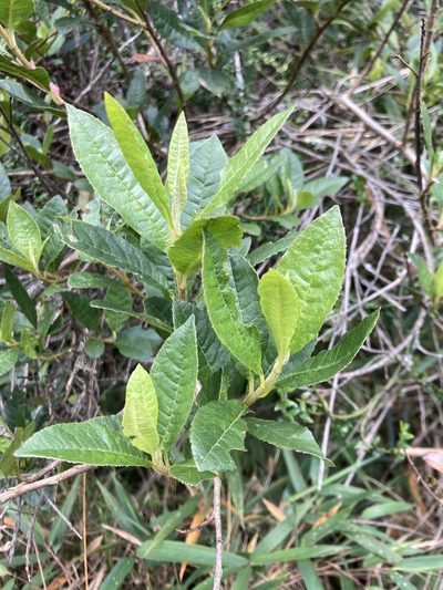 Myrica pubescens, photographed by julianazuluaga-carrero