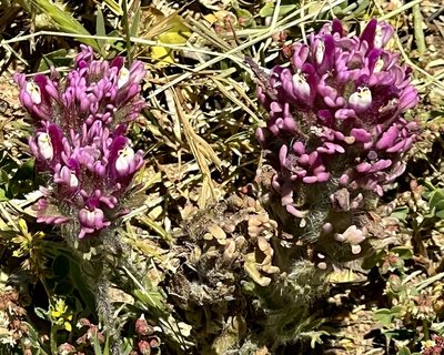 Castilleja exserta, photographed by Chuck Wilson