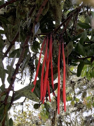 Aetanthus mutisii, photographed by julianazuluaga-carrero