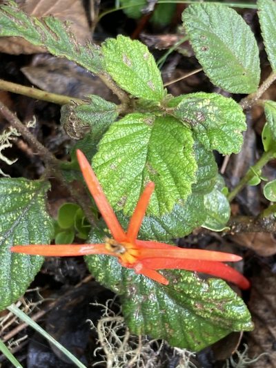 Aetanthus mutisii, photographed by julianazuluaga-carrero
