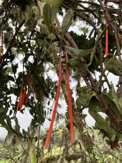 Aetanthus mutisii, photographed by julianazuluaga-carrero