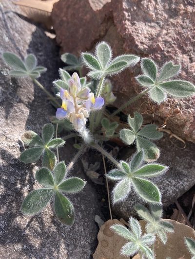 Lupinus huachucanus, photographed by er-birds