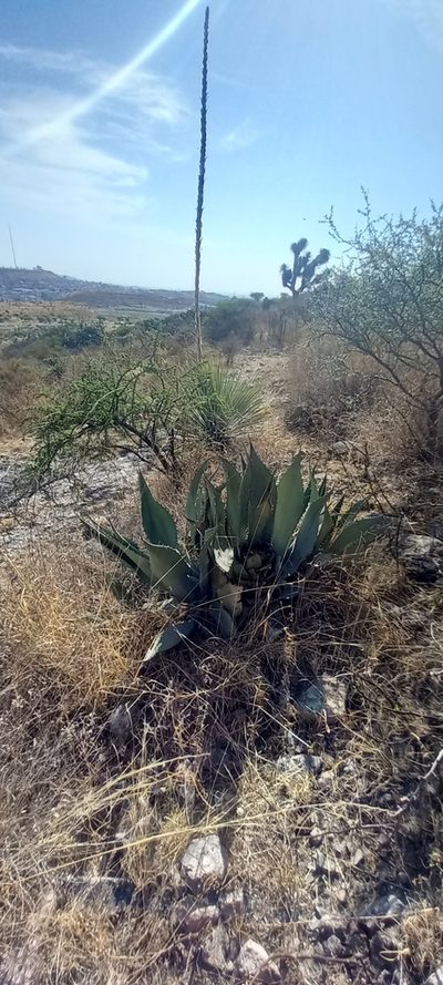 Agave durangensis, photographed by Norma Piedra