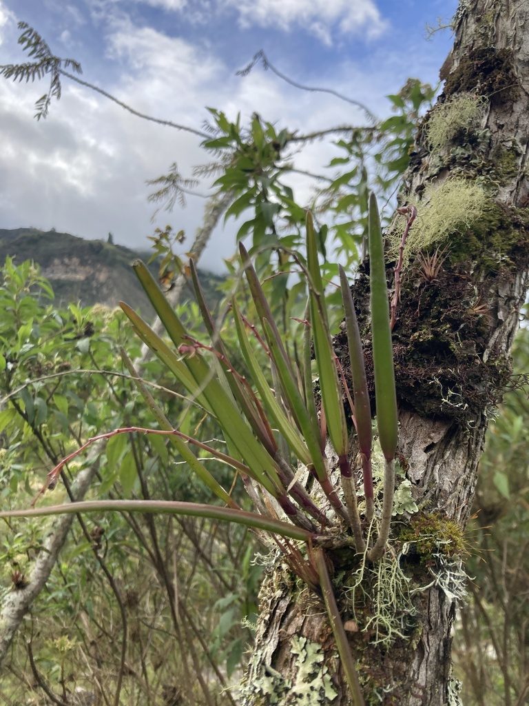 Epidendrum moritzii, photographed by julianazuluaga-carrero
