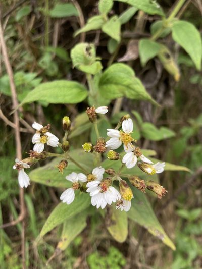 Alloispermum caracasanum, photographed by julianazuluaga-carrero