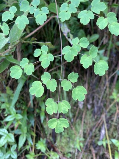 Thalictrum podocarpum, photographed by julianazuluaga-carrero