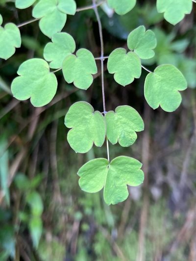 Thalictrum podocarpum, photographed by julianazuluaga-carrero